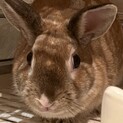 ミニウサギ♀ メルちゃん