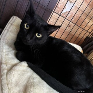 甘えん坊　マルクくん