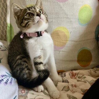 可愛いキジ白の女の子3ヶ月