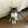 可愛いキジ白の女の子3ヶ月 サムネイル4