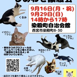 もふもふ西宮　ほごねこの幸せ譲渡会