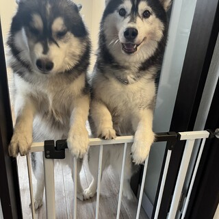 シベリアンハスキー5歳