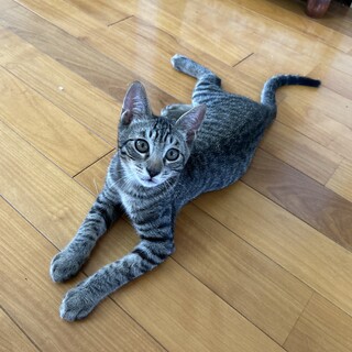 キジトラのサクラくん里親募集