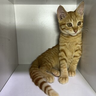 デレデレ茶トラのひらりくん