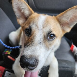 生後1歳男の子シェルくん