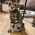 キジちゃん兄妹⭐︎