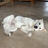 元野犬です。野犬の募集がメインとなりましは。
