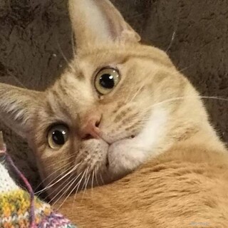 【緊急】飼い主退去で行き場がありません