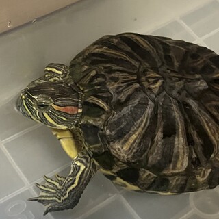 ミドリガメの里親様募集