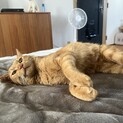人が大好きな茶トラのオスです