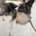 お利口さんボーダーとシェルティのミックス