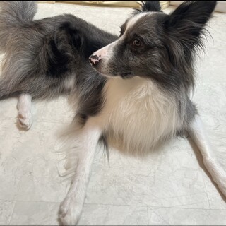 お利口さんボーダーとシェルティのミックス