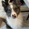 お利口さんボーダーとシェルティのミックス サムネイル2