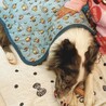 お利口さんボーダーとシェルティのミックス サムネイル4