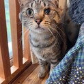 めめ