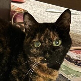 【緊急】飼い主退去で行き場がありません