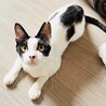 おもちゃがあればすぐ仲良し!!ハナちゃん【吹田市】