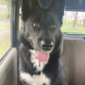 かわいい黒犬達です（2頭同時飼育優先）