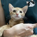 アメショ風の茶トラ君
