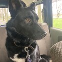かわいい黒犬達です（2頭同時飼育優先）