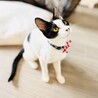 おもちゃがあればすぐ仲良し!!ハナちゃん【吹田市】 サムネイル6