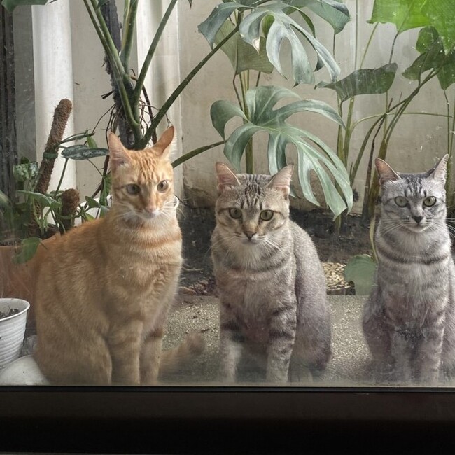 mutiaのカバー写真