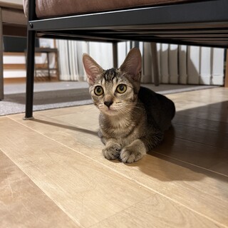 アビシニアンのような女の子