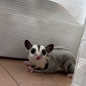 フクロモモンガ メス  急募