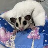 フクロモモンガ メス  急募 サムネイル2