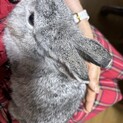 うさぎ10ヶ月メスグレー