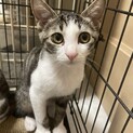 キジ白のハンサムボーイです♪