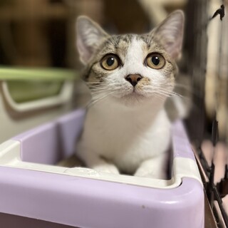 [9/14譲渡会参加]　メグちゃん