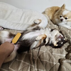 「ブラッシング」サムネイル2