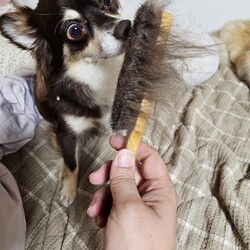 「ブラッシング」サムネイル3