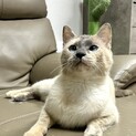 突然お家を失った猫ちゃんです　助けてください