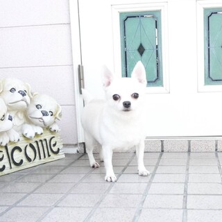 チワワスムースの女の子