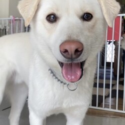 もふもふいっぱい保護犬保護猫譲渡会 サムネイル2