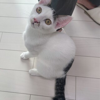 やんちゃ