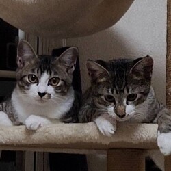 もふもふいっぱい保護犬保護猫譲渡会 サムネイル3