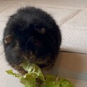 人懐っこいモルです！