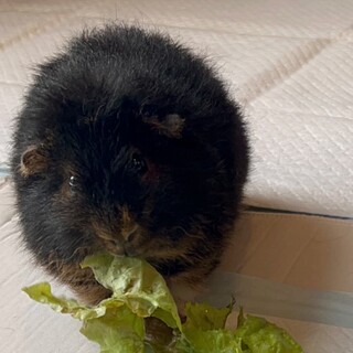 人懐っこいモルです！