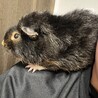 人懐っこいモルです！ サムネイル2