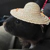 人懐っこいモルです！ サムネイル3