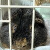 人懐っこいモルです！ サムネイル4