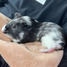 甘えん坊モルモット サムネイル2