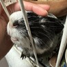 甘えん坊モルモット サムネイル3