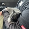 甘えん坊モルモット サムネイル4