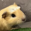 クレステッドモルモット