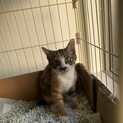 生後3〜4ヶ月の三毛猫の女の子です