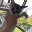 柄が珍しい三毛猫